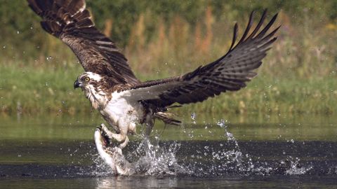 An osprey fishing in spectacular super slow motion narrated by Ewan McGregor