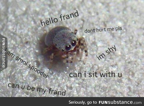 I am smol spooder, don't hurt me pls