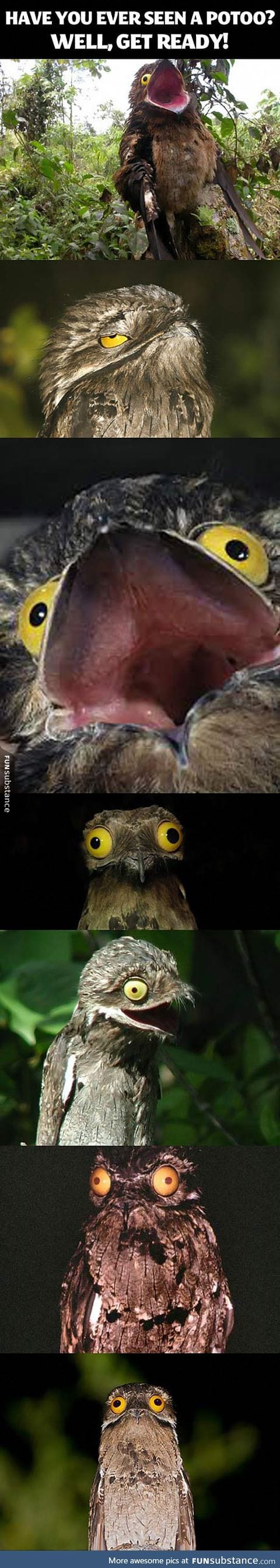 Ever seen a potoo?