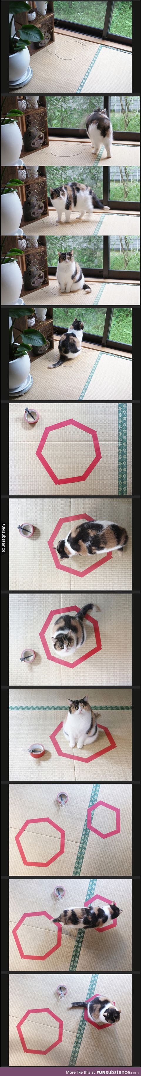 Trick your cat with a circle