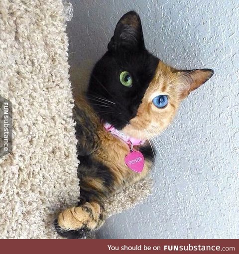 Venus the chimera cat