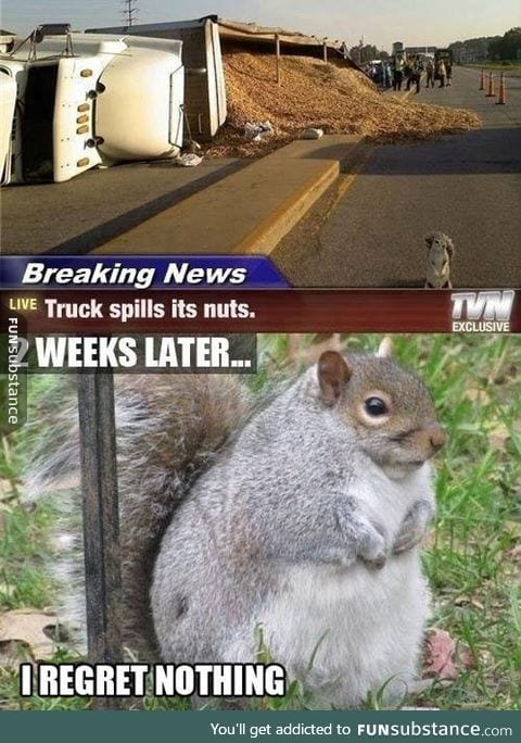 Chubby squirrel has no regrets