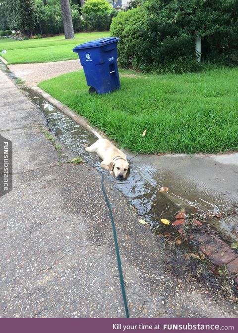 Bring your dog on a 5k in Louisiana, it would be fun they said