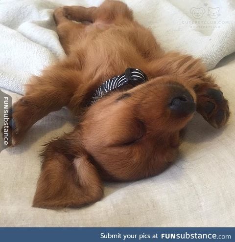 Sleepy baby dachshund :)