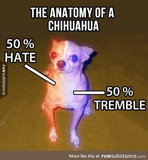 The real anatomy of a chihuahua