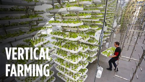 These Vertical Farms Use No Soil and 95% Less Water