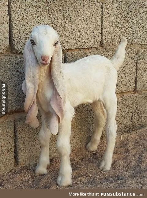 This goat is more beautiful than me