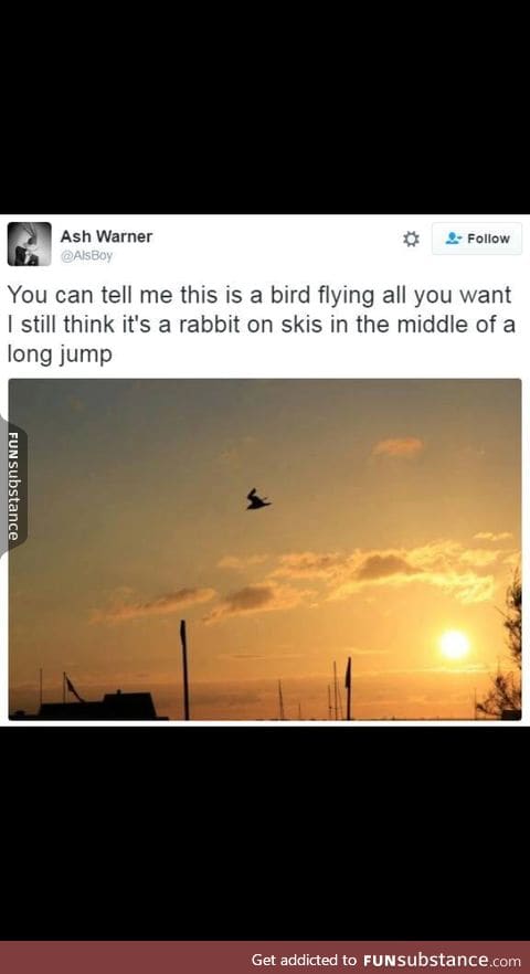 Who said rabbits can't fly