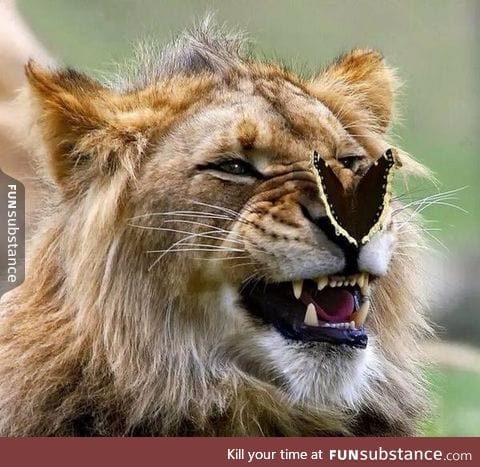 Lion vs Butterfly