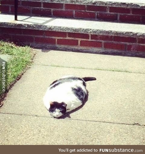 It's so hot, even the cat started melting