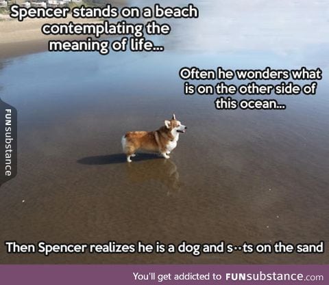Spencer the philosopher corgi