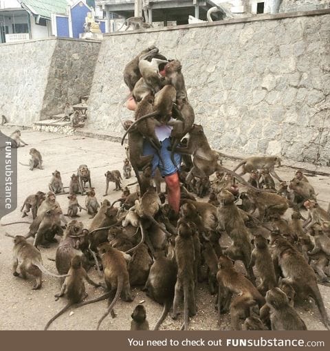 When you don't read the "don't feed the monkeys" sign
