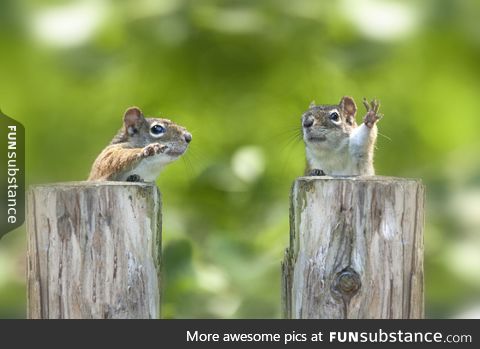 Two squirrels that look like debating politicians