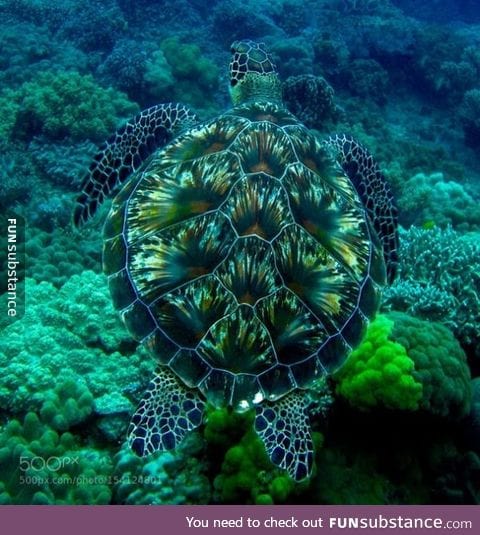 Turtle's shell looks like a fireworks display