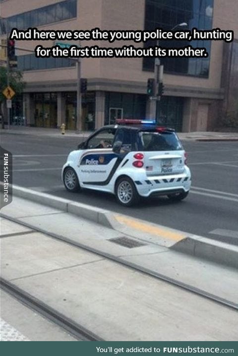 Young police car spotted