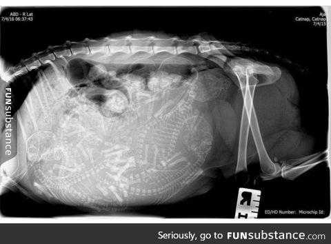 X-Ray of a pregnant cat