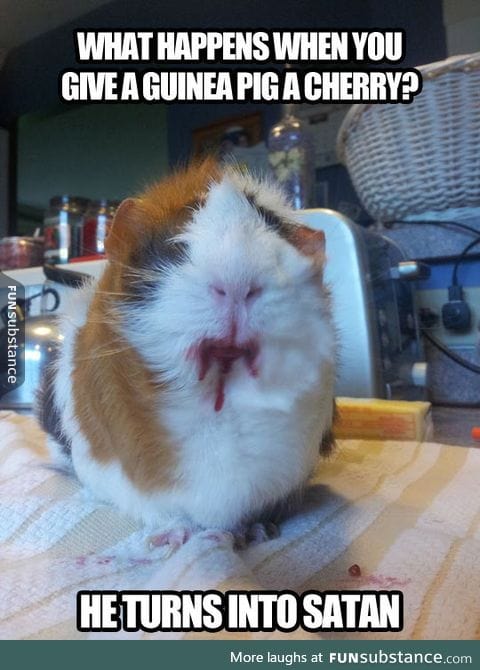 Never give a cherry to a guinea pig