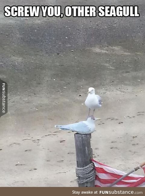 Seagulls Just Don't Care