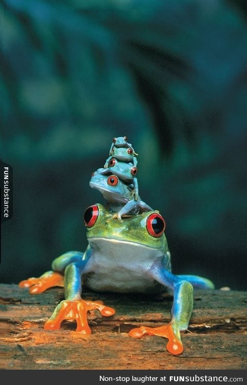 A Red Eyed Tree Frog with her children