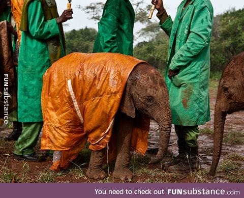 Baby elephant in a raincoat