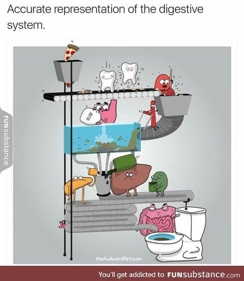 Digestive system