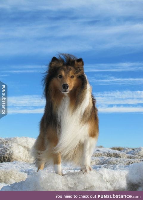 Ridiculously photogenic shetland sheepdog