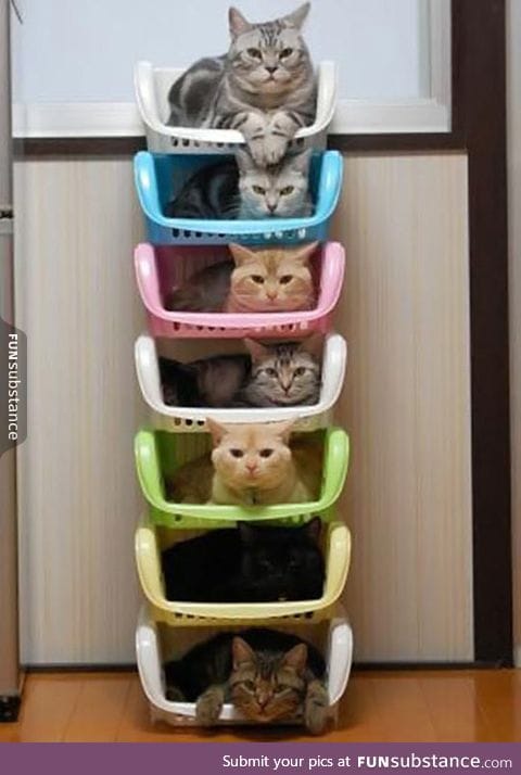 Crazy cat lazy storage unit