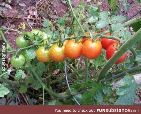 The way cherry tomatoes ripen in line on the vine