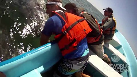 Mother Whale Lifting Her Baby to See Humans on Boat