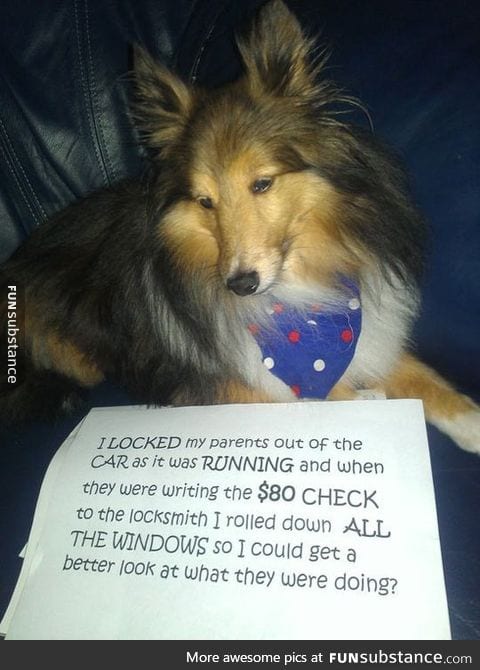 Best case of dog shaming