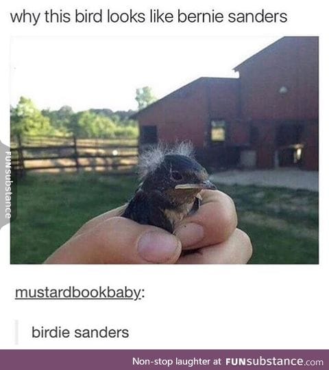 Birdie Sanders for president