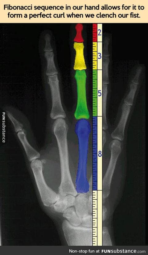 Our hands and the fibonacci sequence