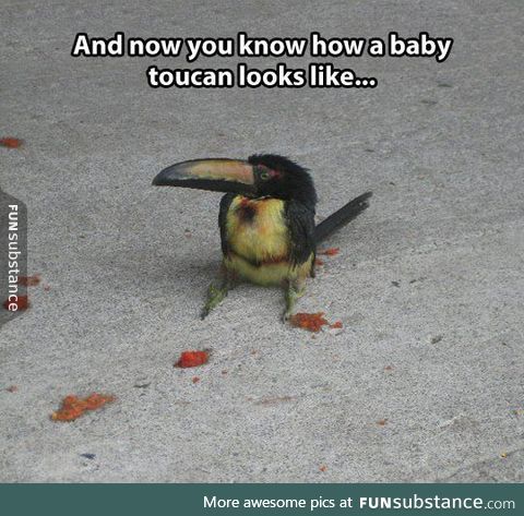 Just a tiny baby toucan