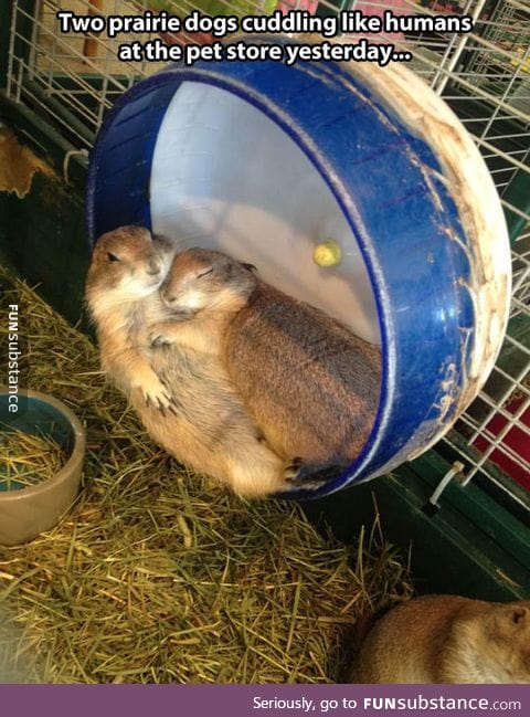 Prairie dogs cuddling like humans