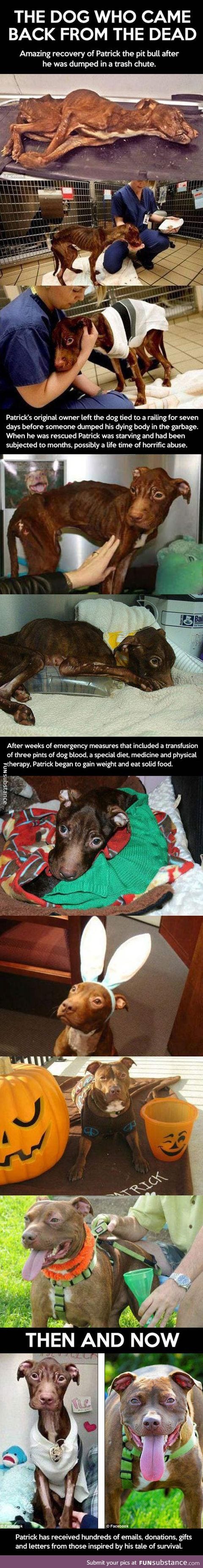 Patrick the rescued pit bull