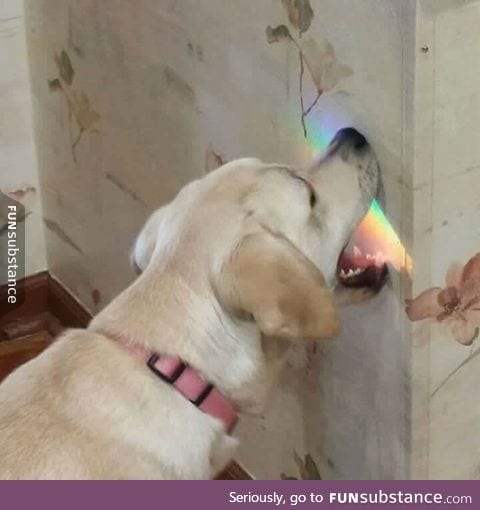 Lab trying to eat rainbow