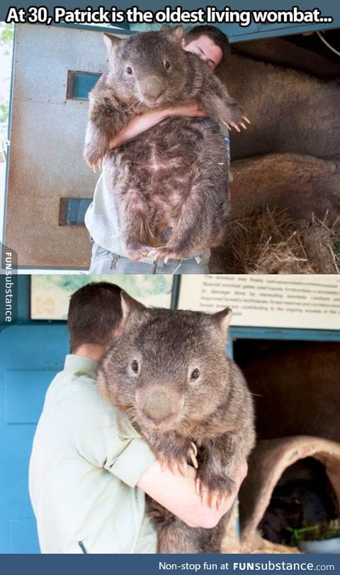 Also the biggest wombat on earth