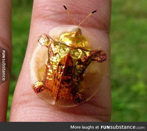 Golden tortoise beetle