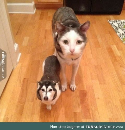 And the award for best face swap goes to.