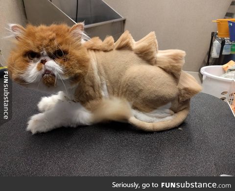 Dinosaur cut on a cat