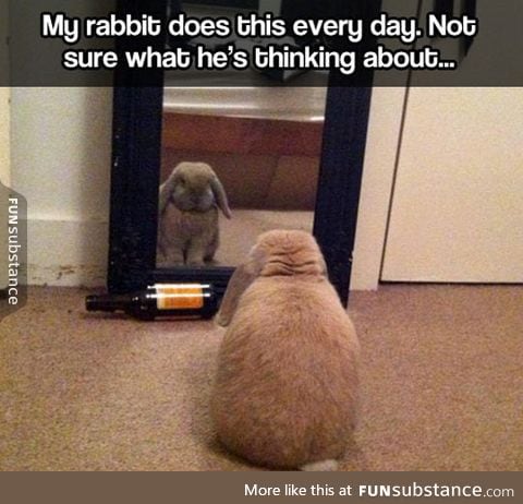 Introspective rabbit