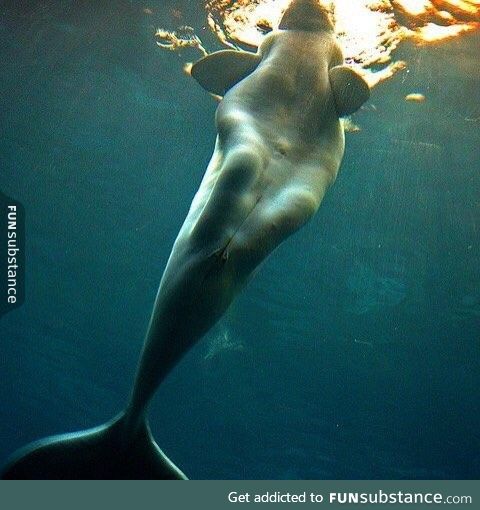 Now I see why beluga whales where mistaken as mermaids