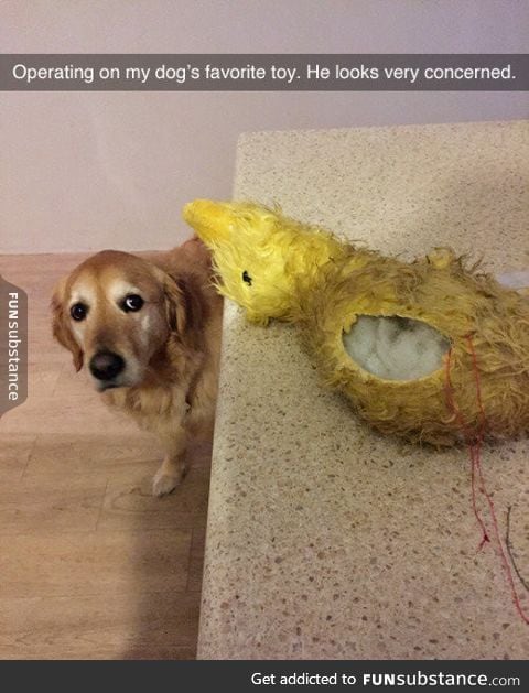 Dog is concerned for his toy