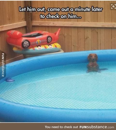 uhoh that's the peeing in the pool face