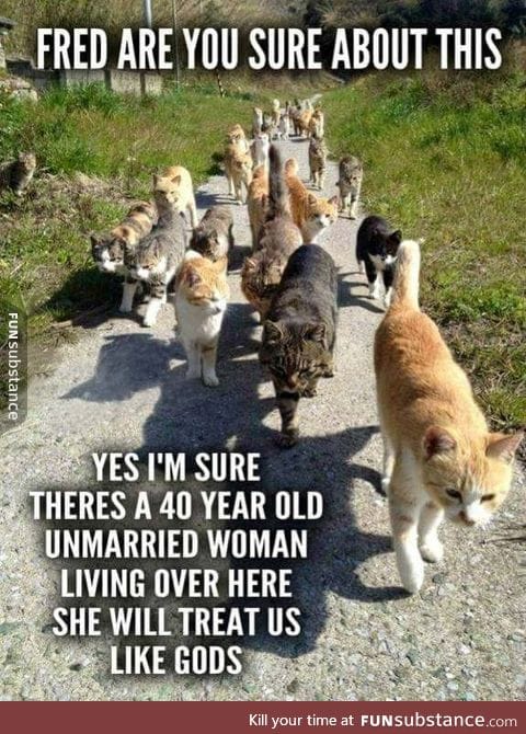 Cats on a mission