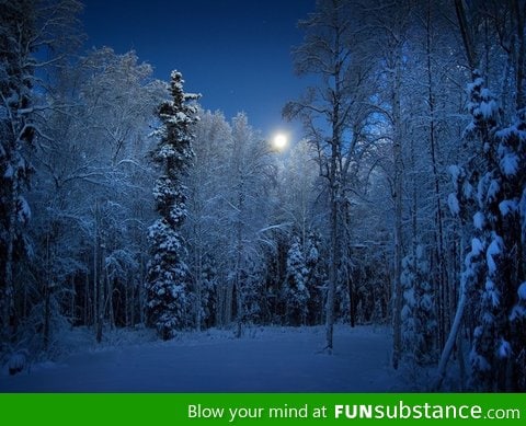 The moon illuminates the frozen trees of this Alaskan forest