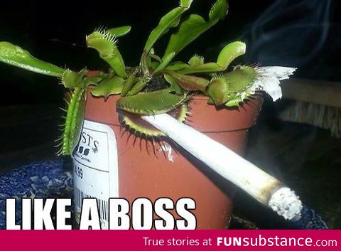 Venus Flytrap Like A Boss