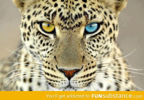 Beautiful leopard with different coloured eyes