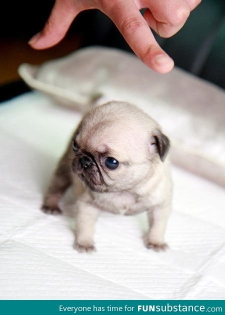 Cute tiny pug