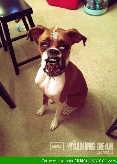 I too used the dead yourself app on my dog